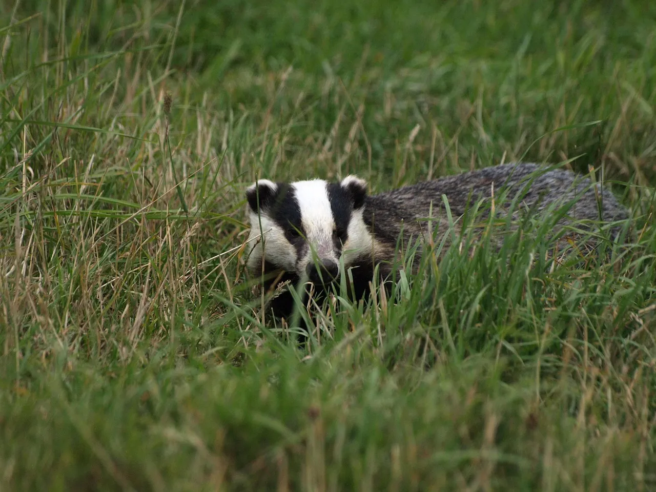 Badger Sunscreen